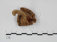 登錄號:F0009673藏品圖，第3張