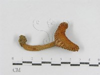 登錄號:F0009674藏品圖，第1張