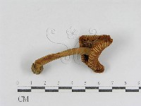 登錄號:F0009674藏品圖，第4張