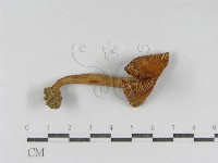 登錄號:F0009674藏品圖，第5張