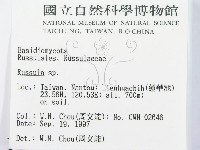 紅菇屬藏品圖，第2張