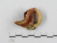 紅菇屬藏品圖，第1張