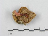 紅菇屬藏品圖，第3張