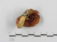 紅菇屬藏品圖，第4張