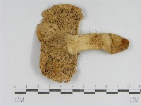 紅菇屬藏品圖，第1張