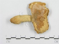 紅菇屬藏品圖，第3張