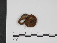 登錄號:F0009678藏品圖，第1張