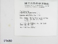 密褶紅菇藏品圖，第2張