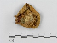 登錄號:F0009681藏品圖，第1張