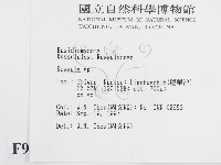 紅菇屬藏品圖，第2張