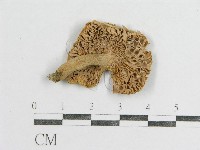 紅菇屬藏品圖，第1張