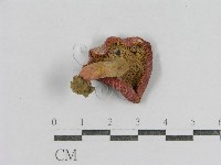 紅菇屬藏品圖，第1張