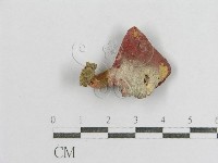 紅菇屬藏品圖，第3張