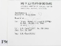 紅菇屬藏品圖，第2張