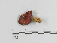 紅菇屬藏品圖，第1張