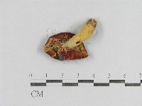 紅菇屬藏品圖，第3張