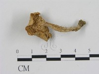 登錄號:F0009685藏品圖，第1張