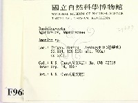 鵝膏屬藏品圖，第2張