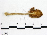 鵝膏屬藏品圖，第3張