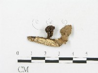 登錄號:F0009688藏品圖，第1張