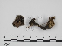 登錄號:F0009692藏品圖，第1張