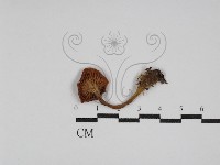 登錄號:F0009694藏品圖，第3張