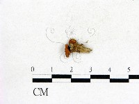 登錄號:F0009695藏品圖，第3張