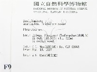 側耳屬藏品圖，第2張