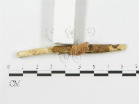 側耳屬藏品圖，第3張