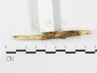 側耳屬藏品圖，第5張