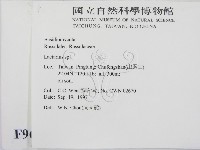 乳菇屬藏品圖，第2張