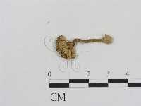 乳菇屬藏品圖，第1張