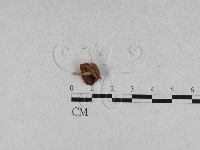 登錄號:F0009699藏品圖，第1張