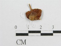 登錄號:F0009699藏品圖，第3張