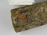 登錄號:F0009700藏品圖，第3張