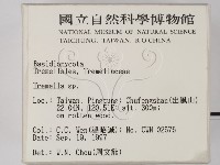 銀耳屬藏品圖，第2張
