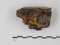 銀耳屬藏品圖，第1張