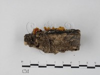 銀耳屬藏品圖，第3張