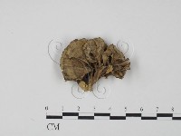 棕色革菌藏品圖，第1張