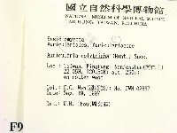 毛木耳藏品圖，第2張