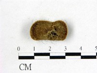 毛木耳藏品圖，第3張