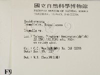 銀耳屬藏品圖，第2張