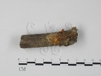 銀耳屬藏品圖，第1張