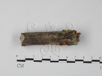 銀耳屬藏品圖，第3張