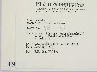 小菇屬藏品圖，第2張