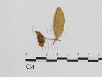 小菇屬藏品圖，第1張