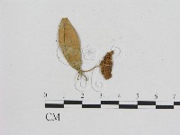 小菇屬藏品圖，第3張