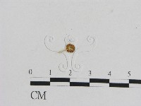 小菇屬藏品圖，第1張