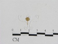 小菇屬藏品圖，第3張