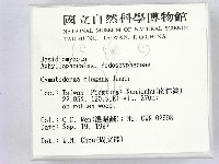 優雅波邊革菌藏品圖，第2張